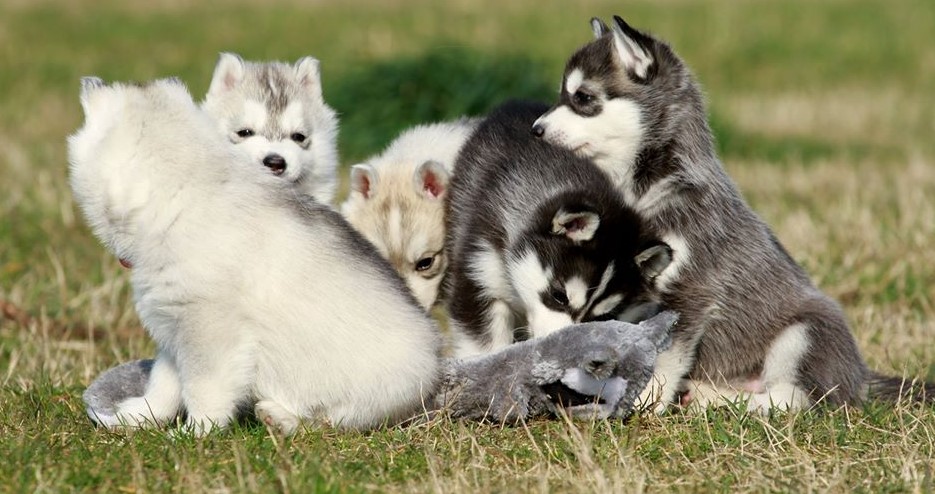Sibirski haski i samojed stenci na prodaju 