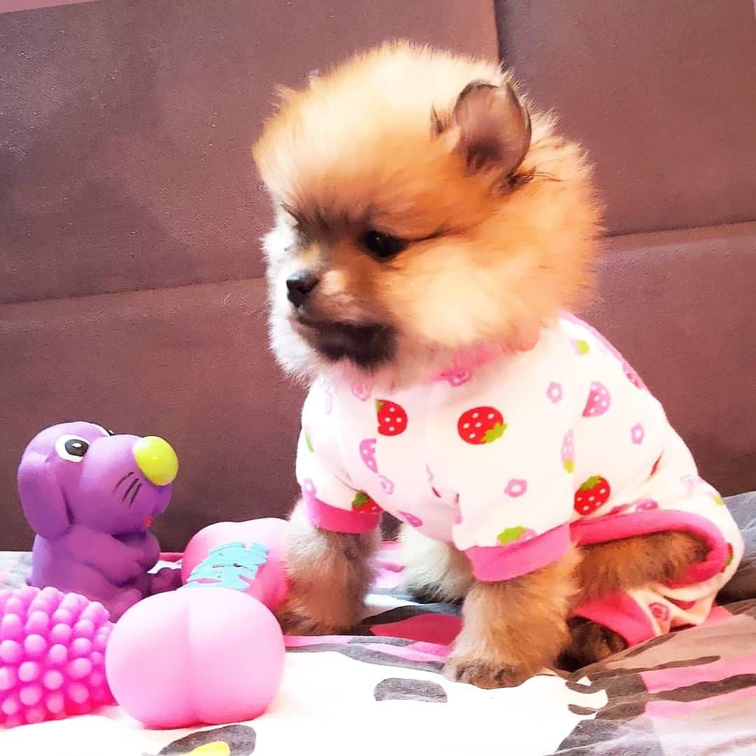 Pomeranac BOO čistokrvne devojčice