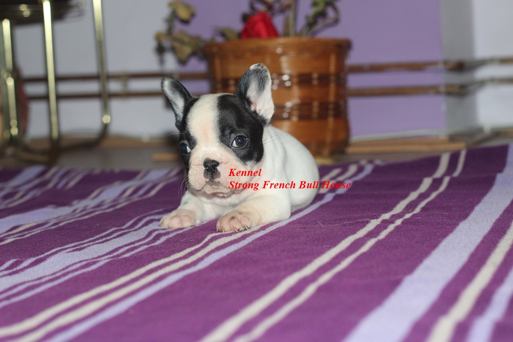 Francuski buldog 