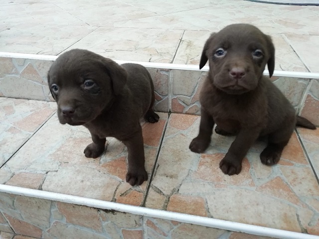 Labrador stenad