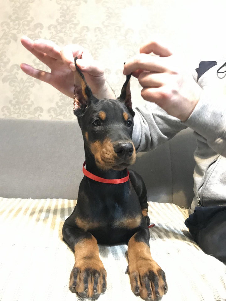 Stenci DOBERMANA vrhunskog porekla