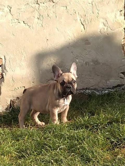 Francuski buldog štenci 