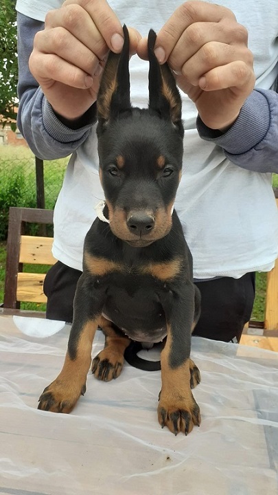 Doberman štenci