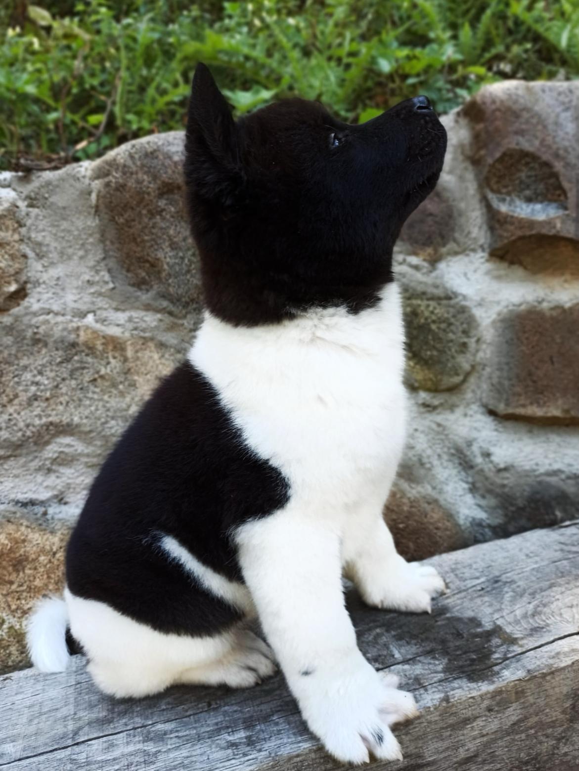 Akita inu štene