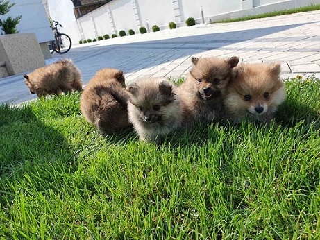 Pomeranac spic