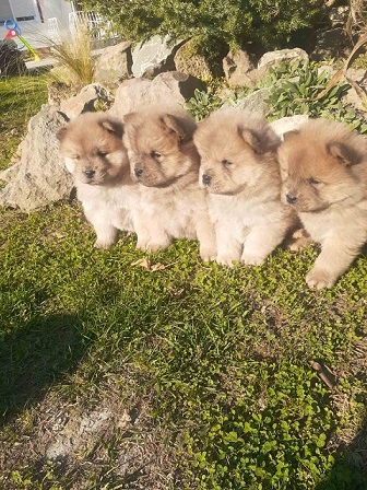 Chow chow cau cau stenad