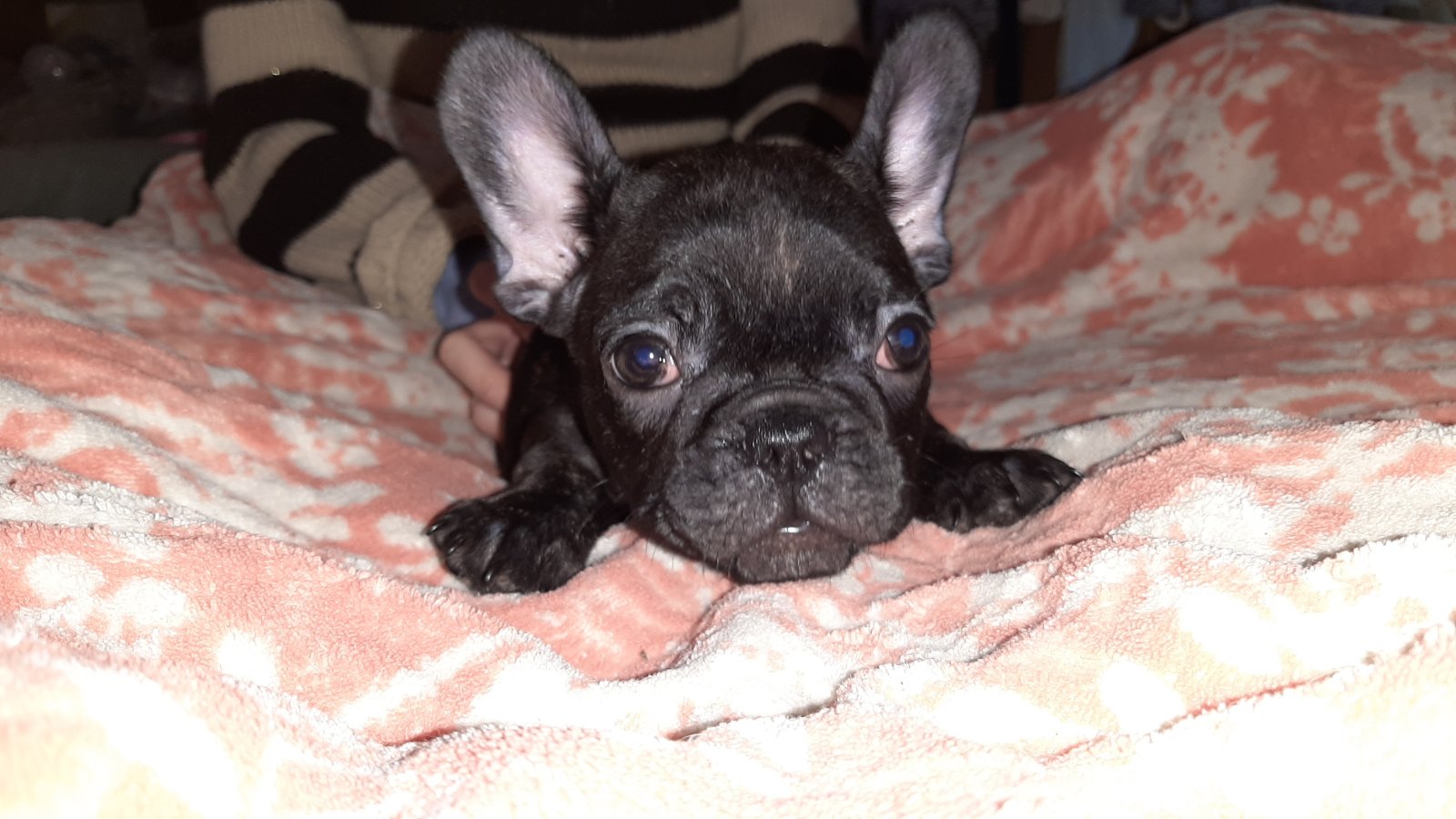 Francuski buldog štenci
