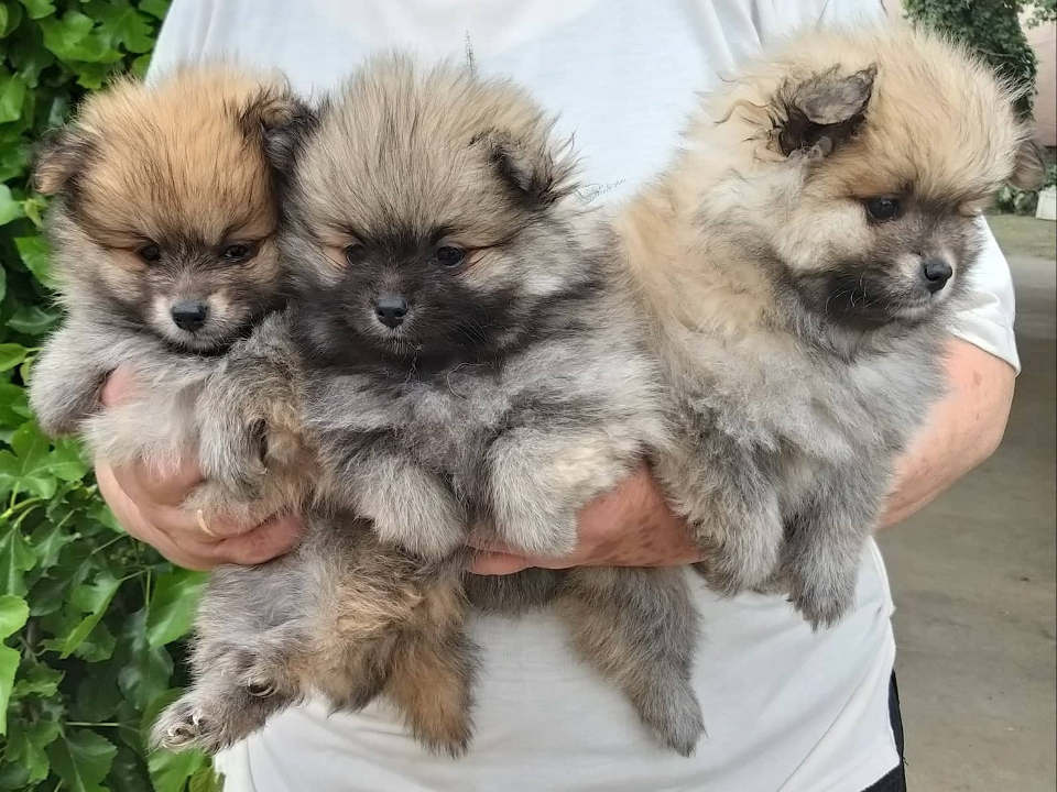 Dva legla NEMAČKOG ŠPICA pomeranskog tipa