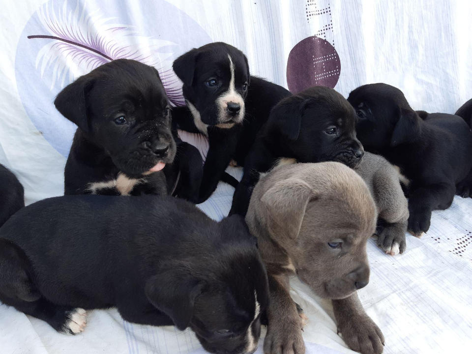 Na prodaju zenkice CANE CORSO