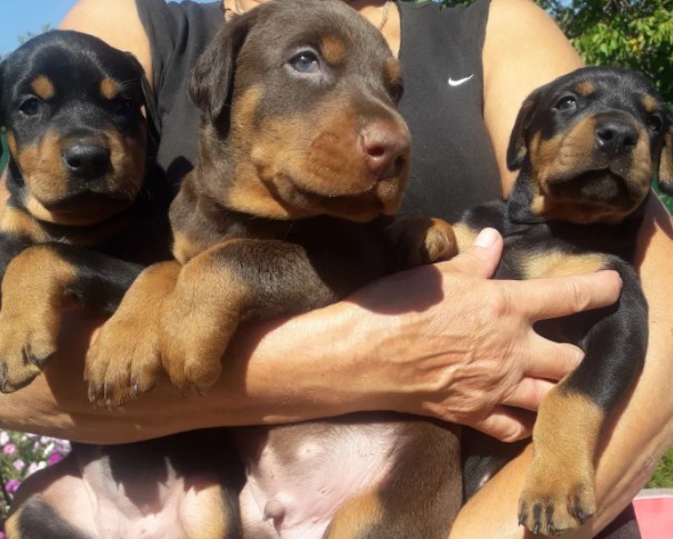 Doberman i rotvajler štenci na prodaju