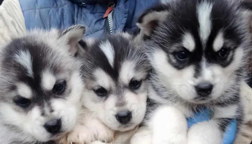 Sibirski haski i samojed štenci na prodaju