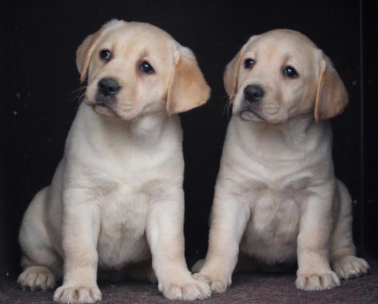 LABRADOR  štenci