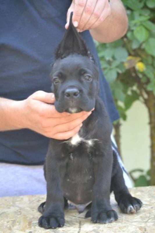 Cane Corso stenci od odlicnih roditelja 