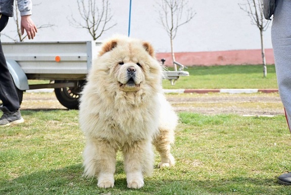 Chow chow cau cau stenad