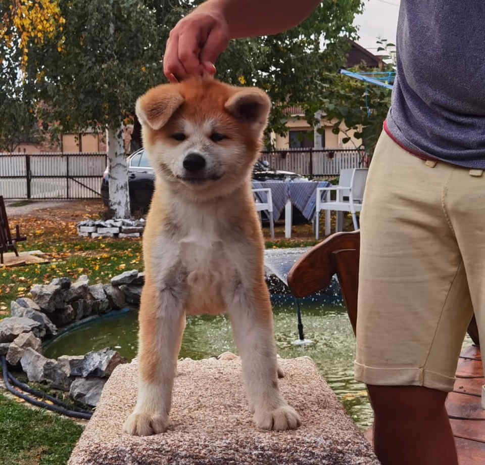 AKITA INU dva muzjaka vrhunskog porekla