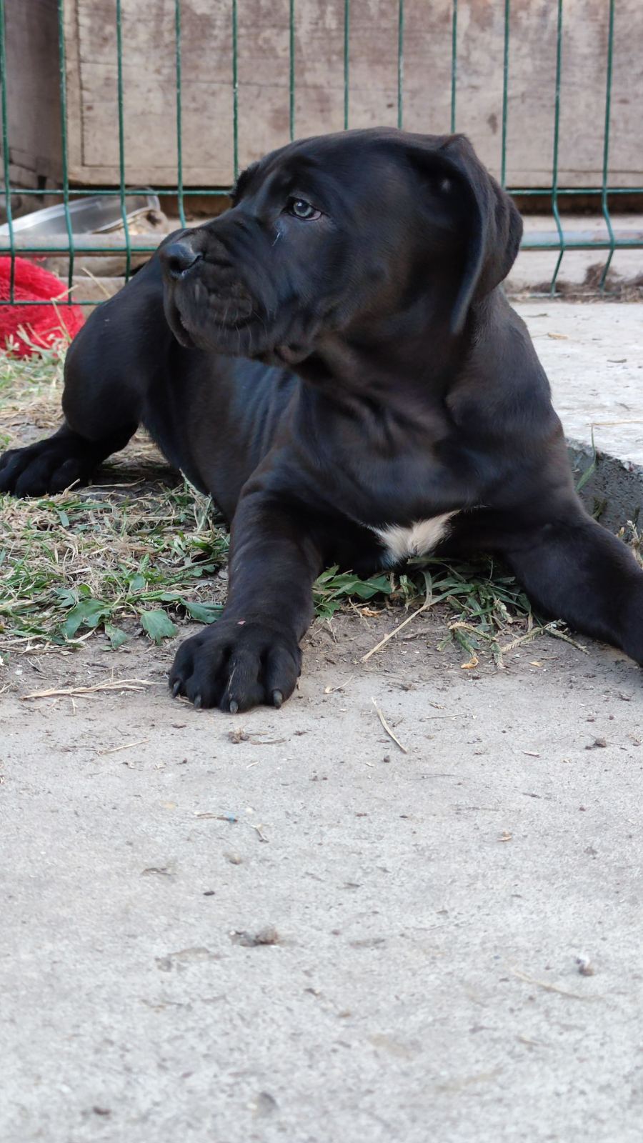 Cane Corso kučići