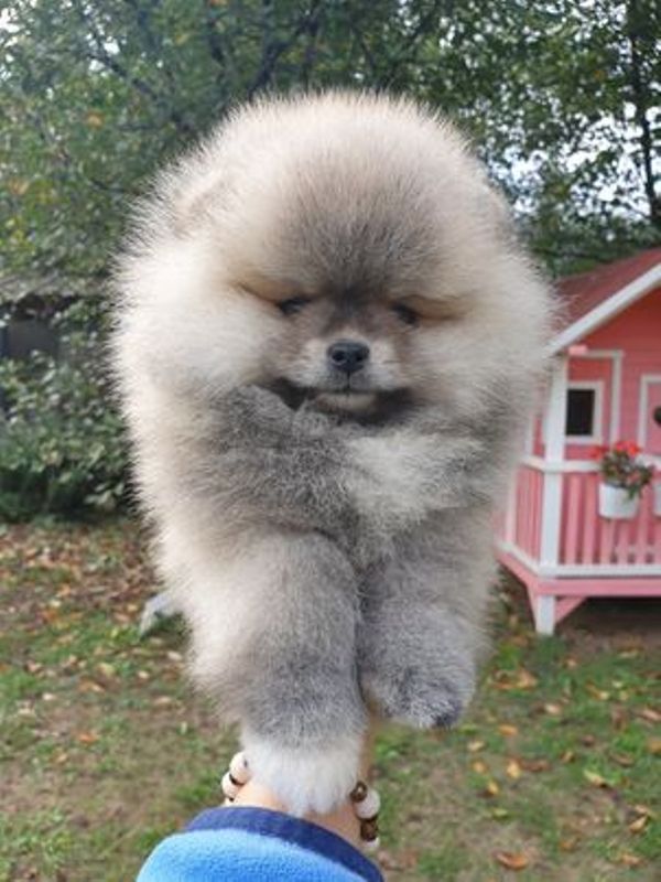 Pomeranac Boo medvedić, prelepo štene