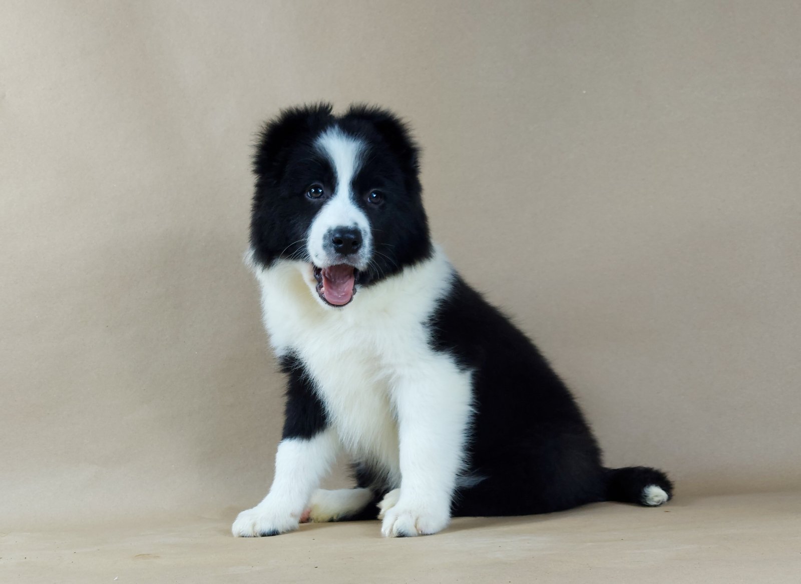 Border collie, štenad 