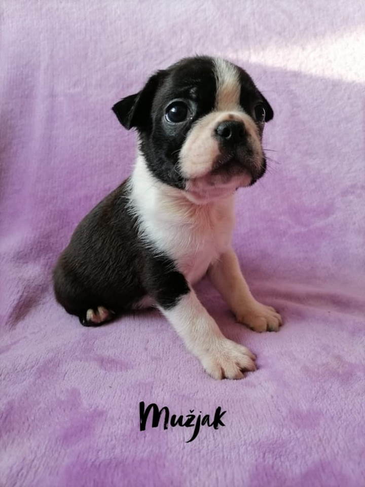 Prelepi štenci BOSTON TERIJERA