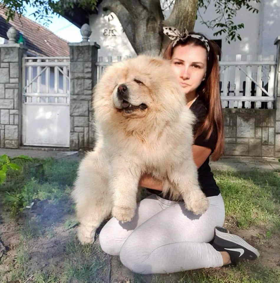 CHOW CHOW zenka i muzjak