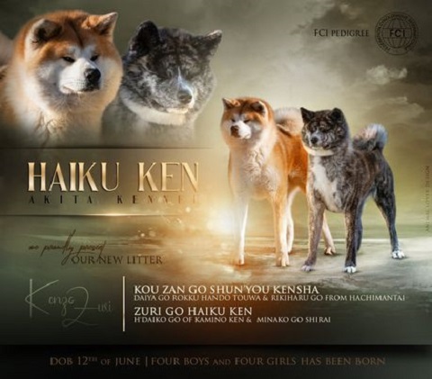 Akita inu, štenci vrhunskog kvaliteta