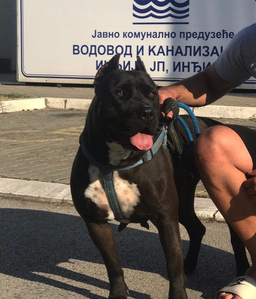 PIT BULL terijer