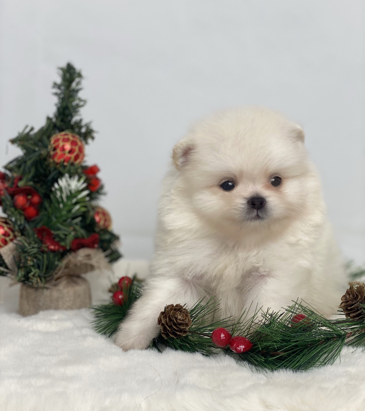 POMERANAC (BOO) za ljubimca, mužjaci 