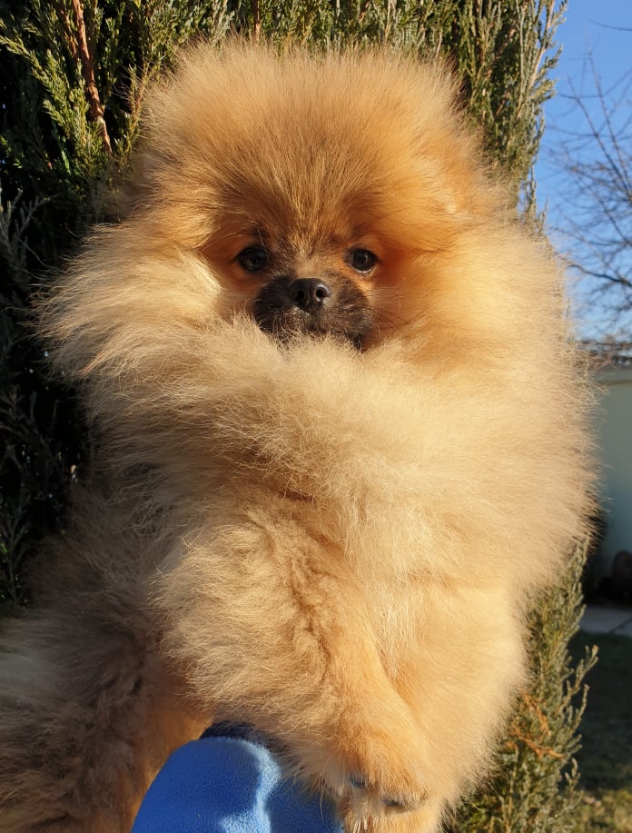 Pomeranac vrhunsko stene 