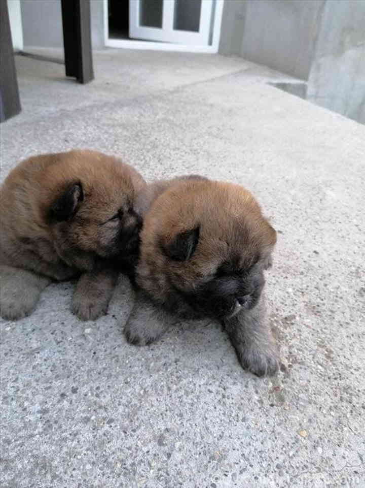 Prodajem štence CHOW CHOW