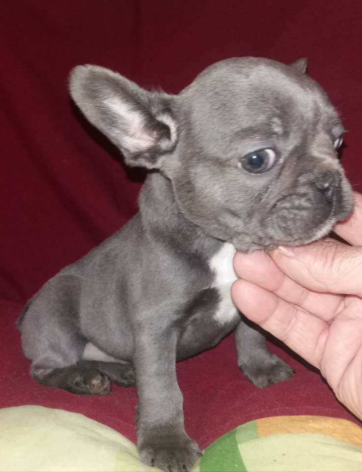 FRANCUSKI BULDOG - štenad 