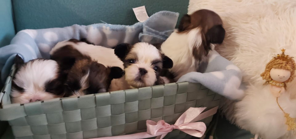 Shih TZU - lepi i umiljati stenci