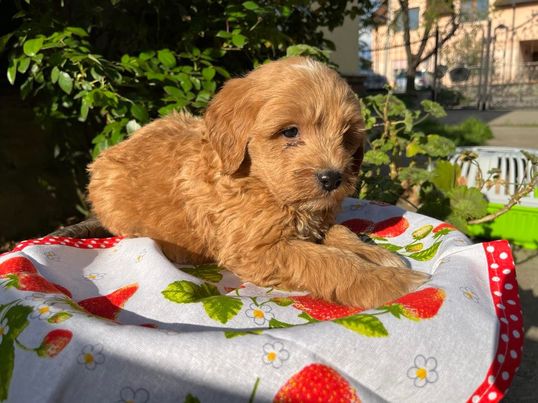 Preslatki Cavapoo stenci 