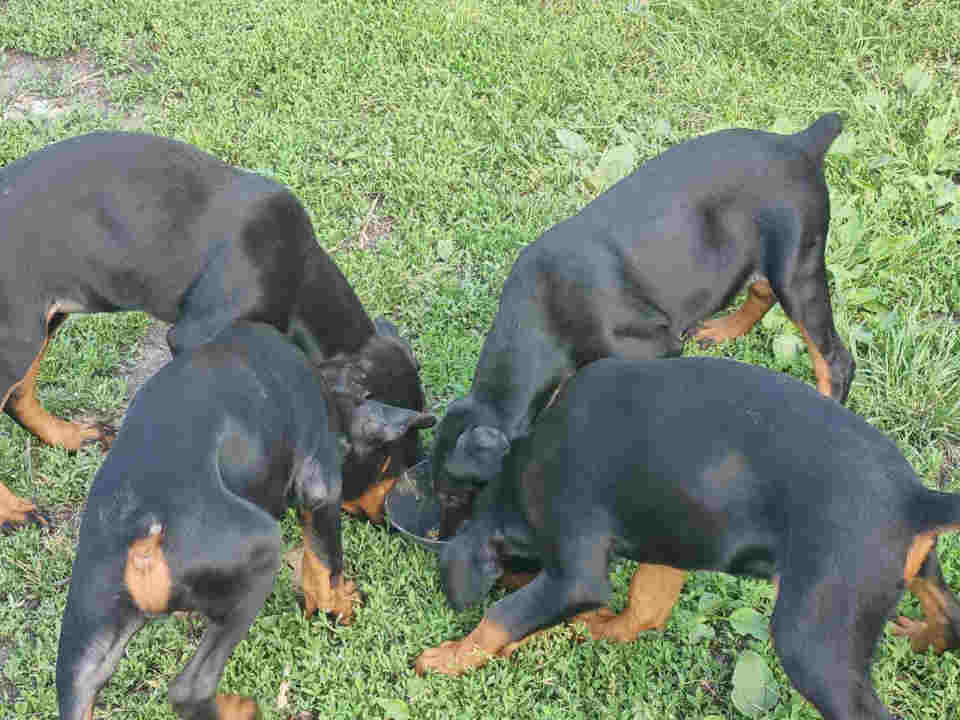 Štenci DOBERMANA stari 3 meseca