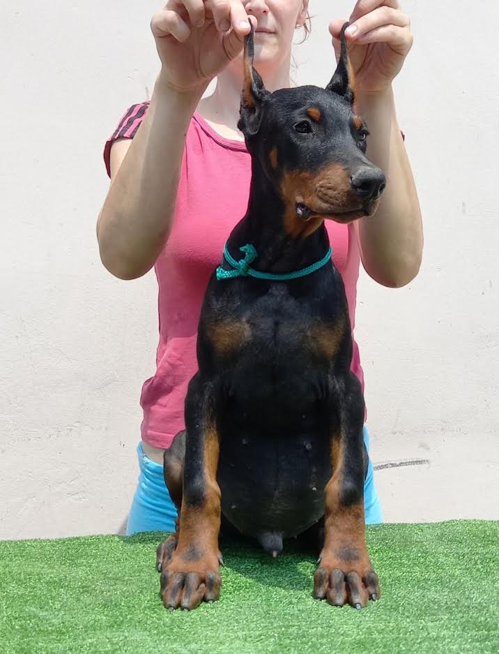 Doberman štenci 