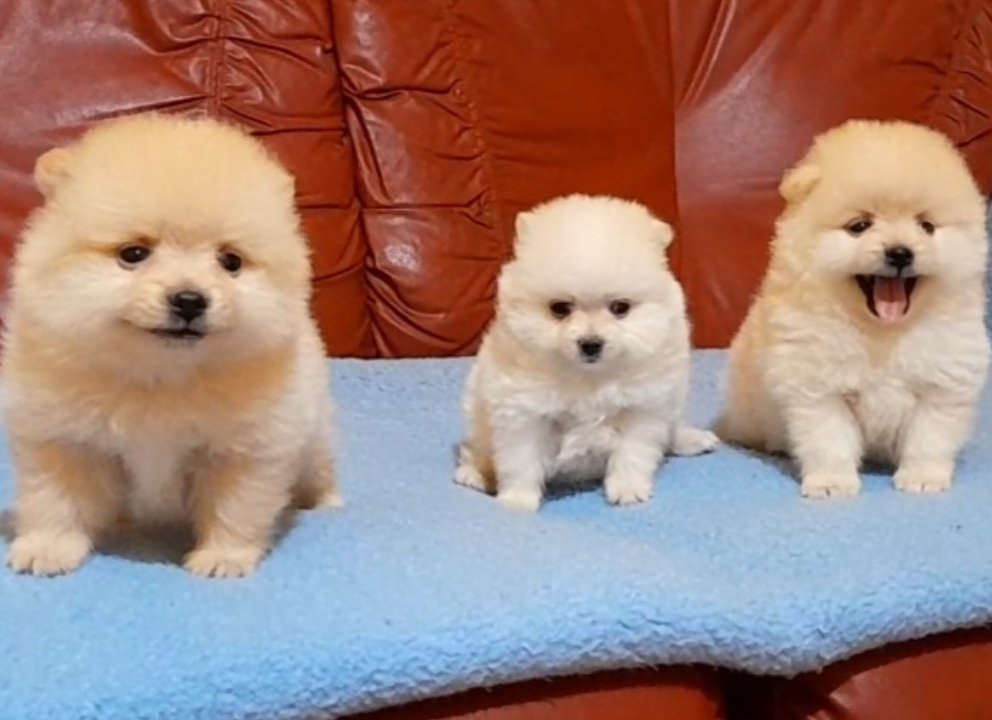 POMERANSKI SPIC kucici