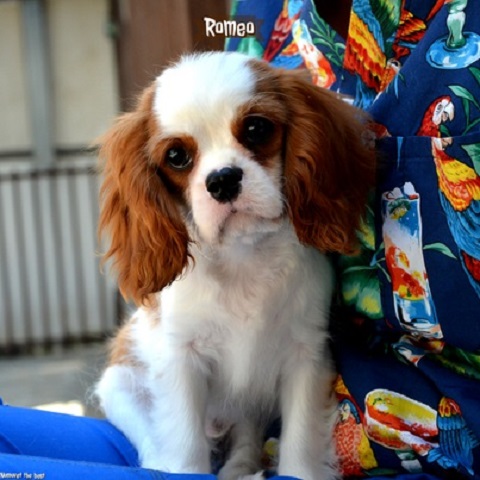 Stenci Cavaliera King Charles španijela 