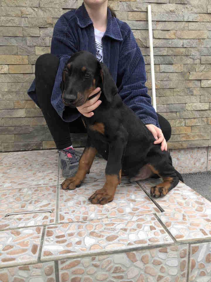 Stenci DOBERMANA