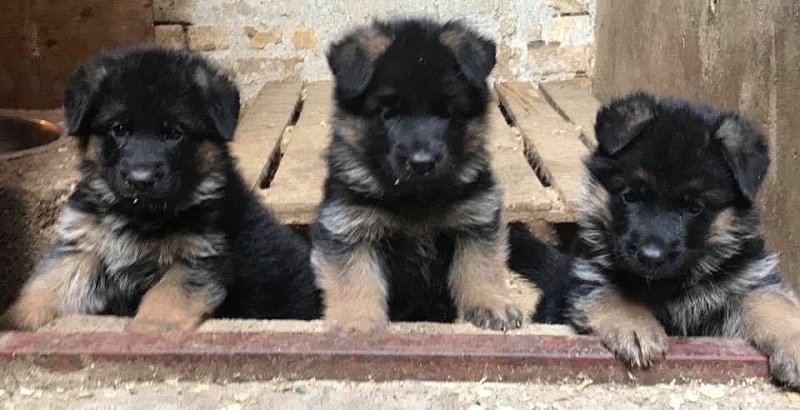 Stenci nemackog ovcara 