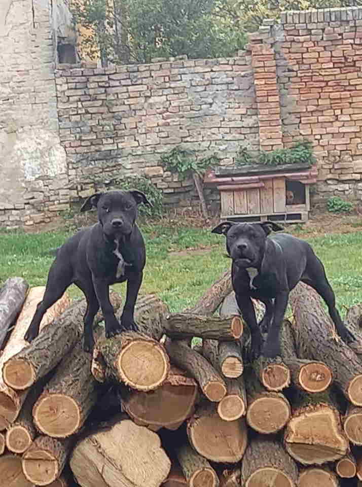 PIT BULL - na prodaju stari 5 meseca. U ponudi 2 ženke i 2 mužijaka. Za ostale informacije pozvati na: Tel/Viber: +381(0)638205739  Milan Lalić, Dolovo/Pančevo/Srbija