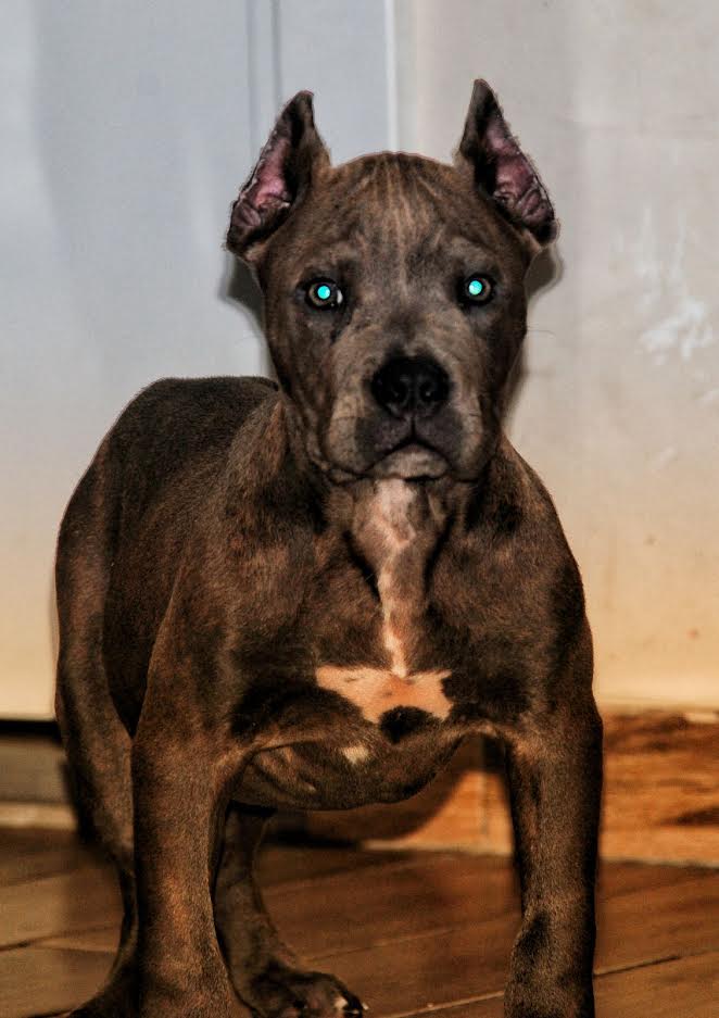 American bully standard 
