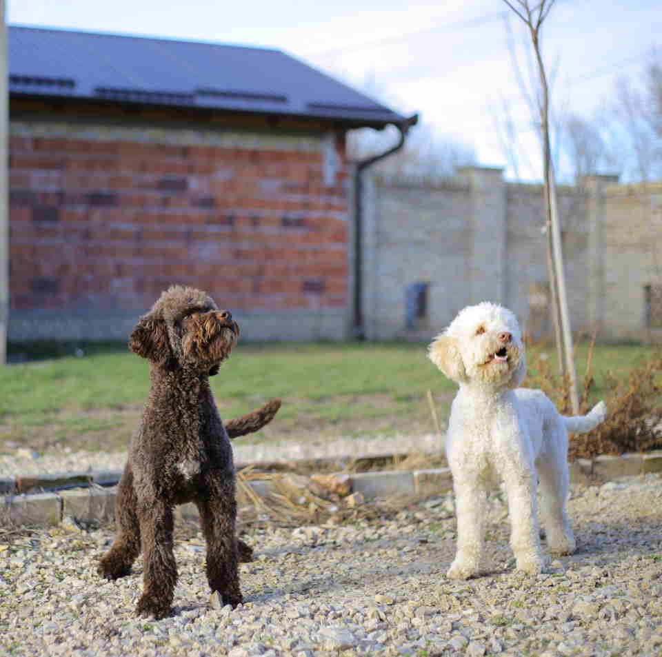 Prodajem dve zenke LAGOTTO ROMAGNOLO 