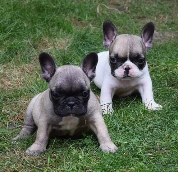 Francuski buldog 