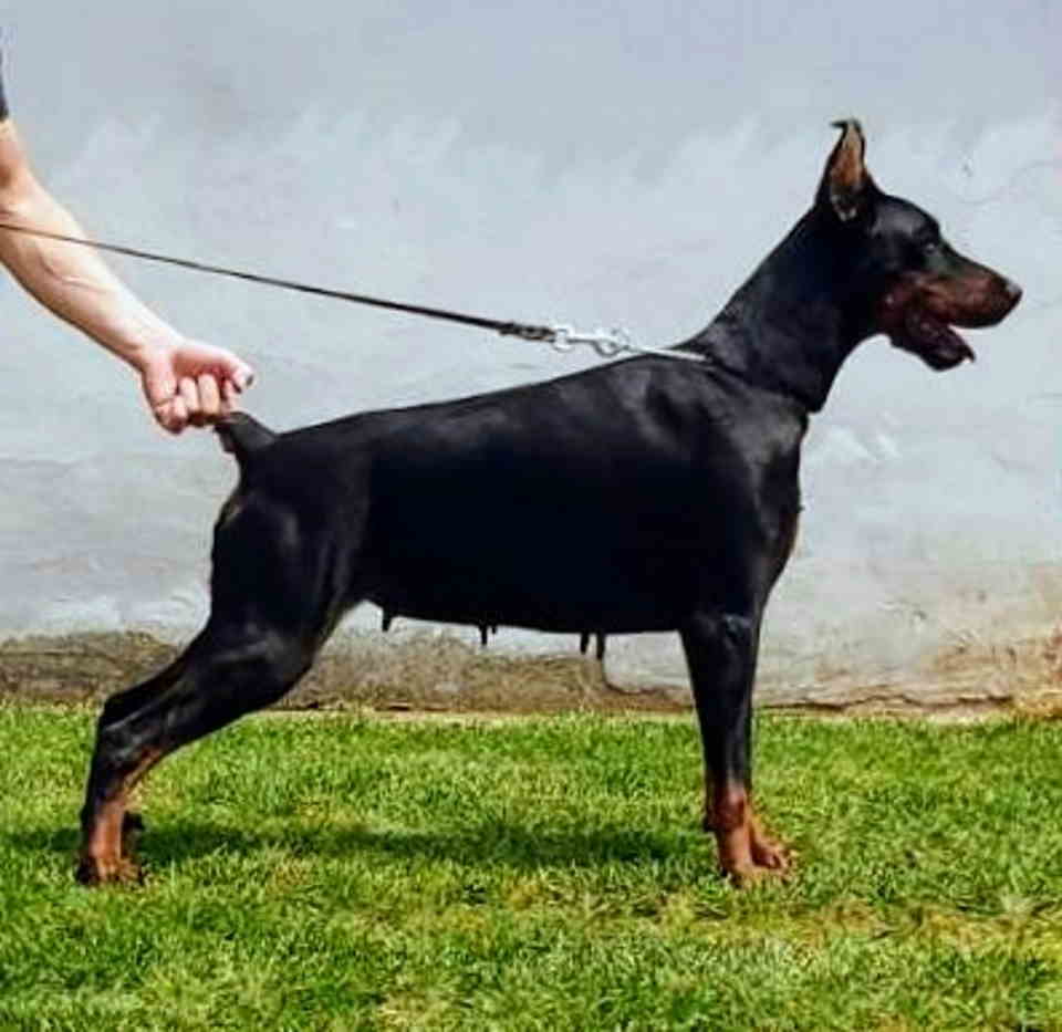 Doberman ženka na prodaju. 2,5 godine stara 