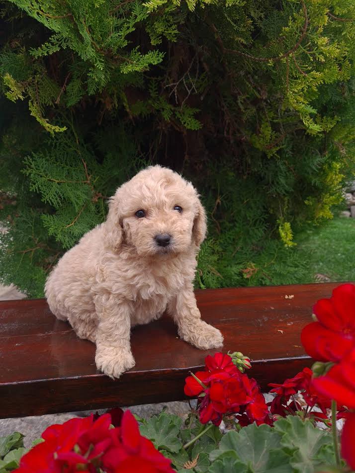 Labradoodle štenci 